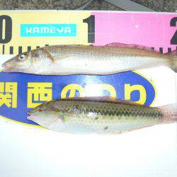 買物待ちの間に二見でキス釣査