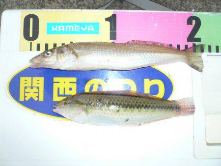 買物待ちの間に二見でキス釣査