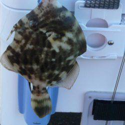 南淡へ落ちギス調査