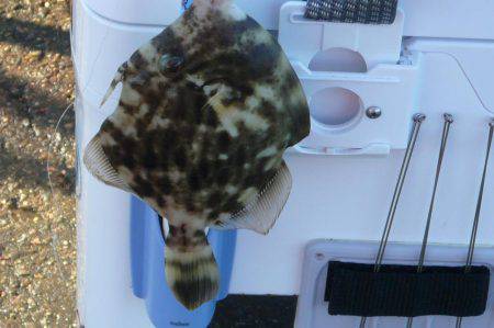 南淡へ落ちギス調査