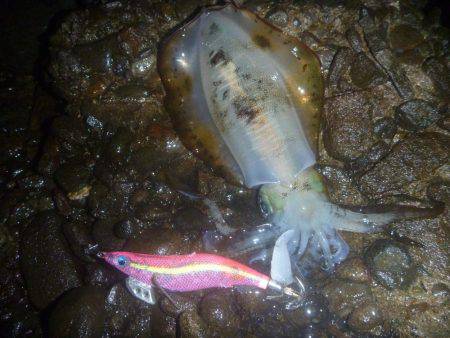 新規ポイントで。。。