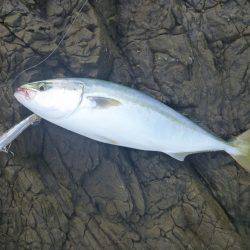 中紀青物プラッキング