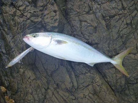 中紀青物プラッキング