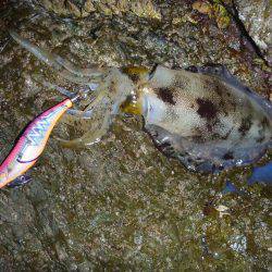 ナイトエギング