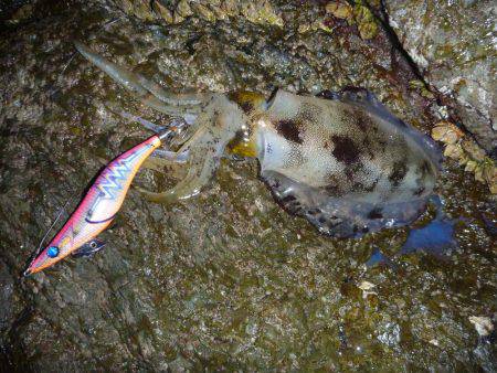 ナイトエギング