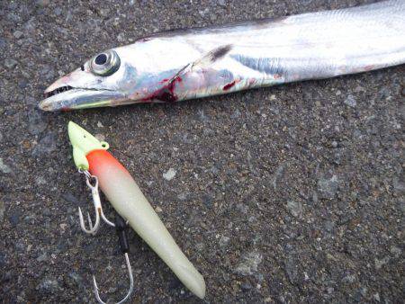 激渋タチウオ？？？