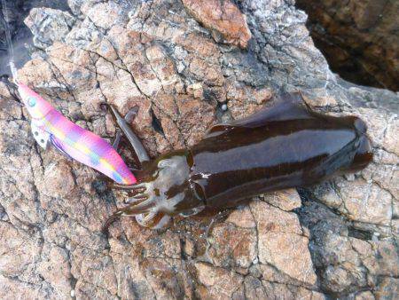 ナイトエギング