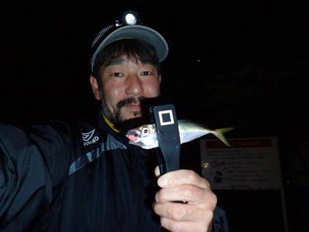 激濁りの舞洲アジング