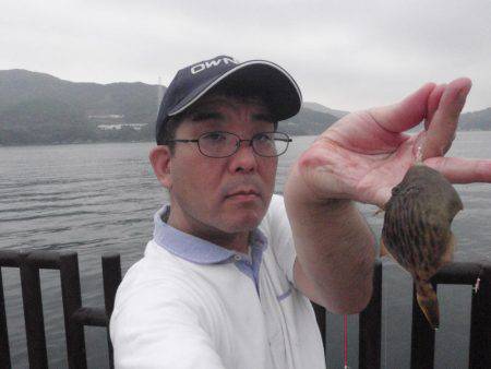 20cmのイワシが釣れます