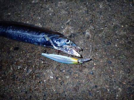 早朝タチウオ！