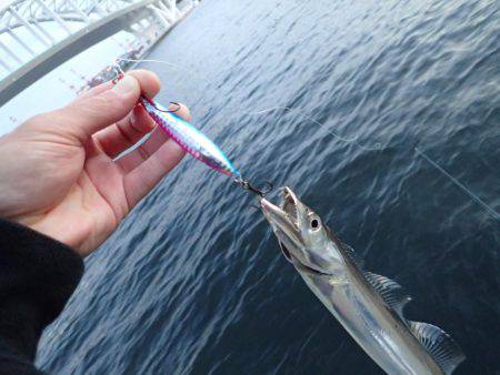 夜練 タチウオ！