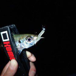 太刀魚終わりのアジング♪