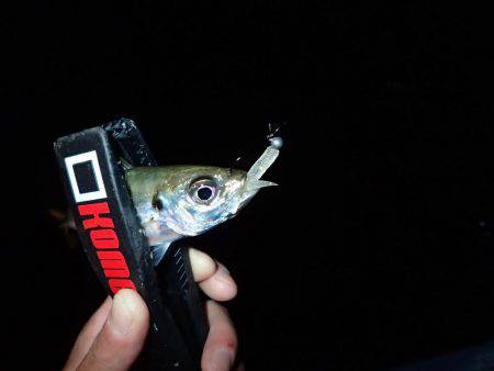 太刀魚終わりのアジング♪