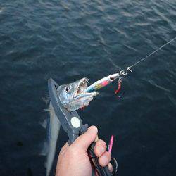 ベビーウエイトルアーｄｅ太刀魚！