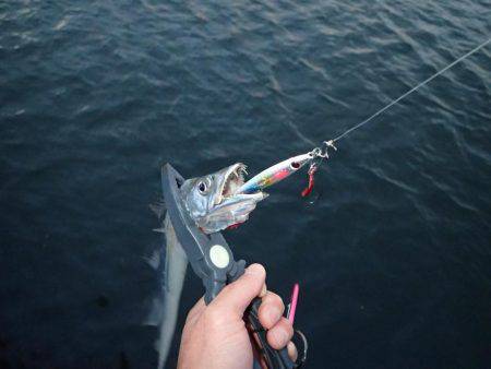 ベビーウエイトルアーｄｅ太刀魚！