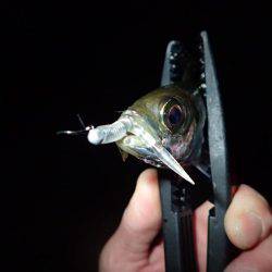 爆風アジング！