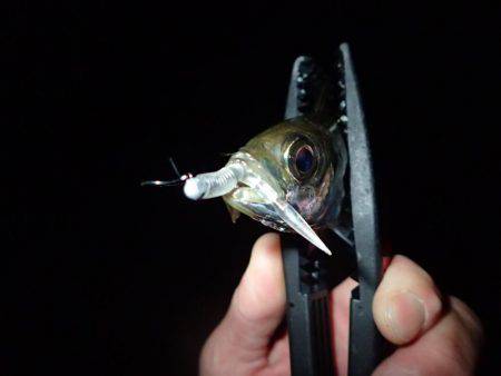 爆風アジング！