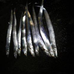 今会は良くアタリも出ました・・・太刀魚・・・