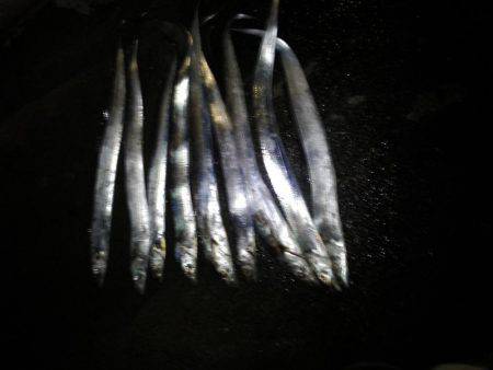 今会は良くアタリも出ました・・・太刀魚・・・