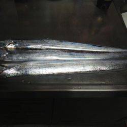 太刀魚ゲット・・・・・