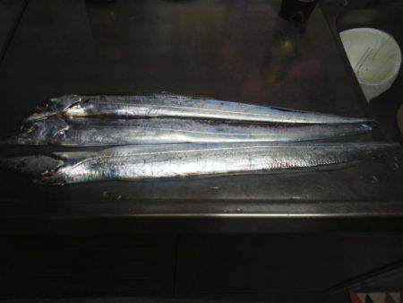 太刀魚ゲット・・・・・