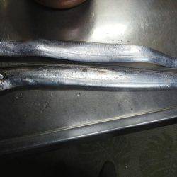 太刀魚も終わり・・