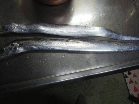 太刀魚も終わり・・