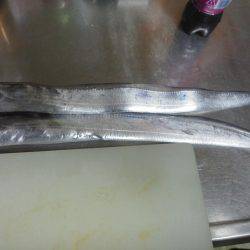 太刀魚も終わり・・pt2