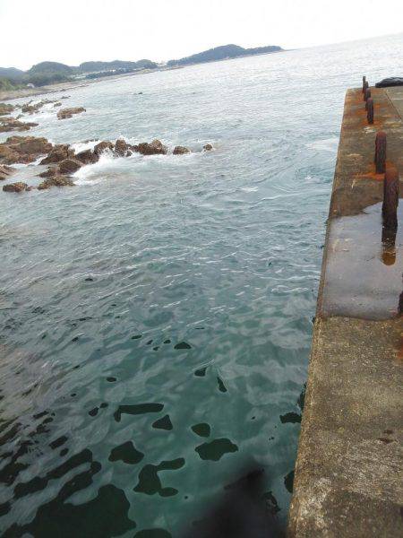 今年初めてのアオリイカ・・・・