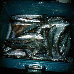 マイワシ大漁!サゴシもゲット!!