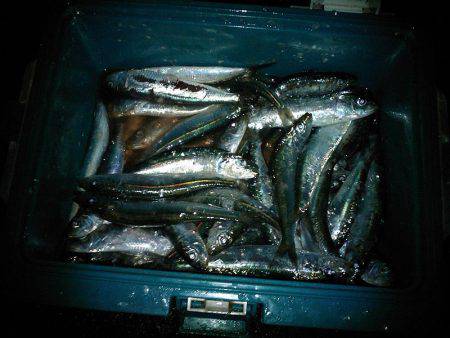 マイワシ大漁!サゴシもゲット!!