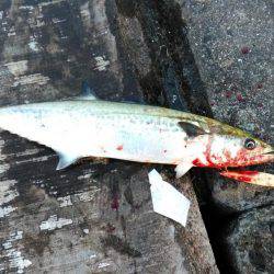 夕方からの釣行！