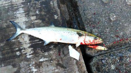 夕方からの釣行！