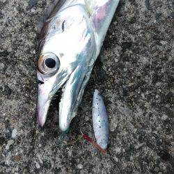 武庫川一文字で朝マズメ狙いで釣行