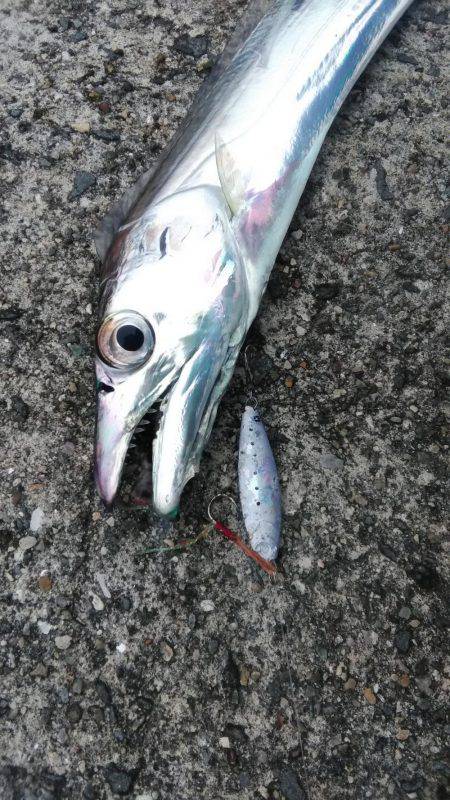 武庫川一文字で朝マズメ狙いで釣行