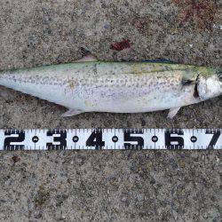 粘り勝ち!バイブレーション早巻きで76cmサワラ!