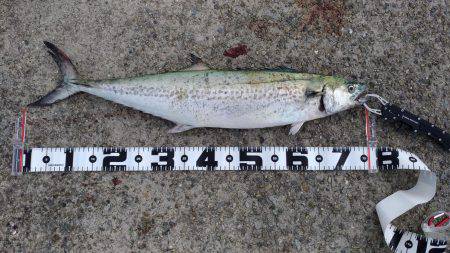 粘り勝ち！バイブレーション早巻きで76cm…