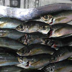 先週のアジ追跡調査に続き泉南方面ランガン