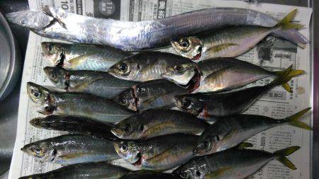 先週のアジ追跡調査に続き泉南方面ランガン