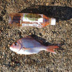 久しぶりの尺アジ