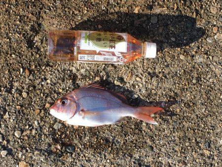 久しぶりの尺アジ