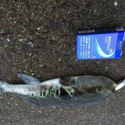 シーバス狙いで