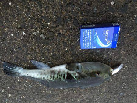 シーバス狙いで