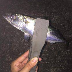 タチウオ狙いのはずが…