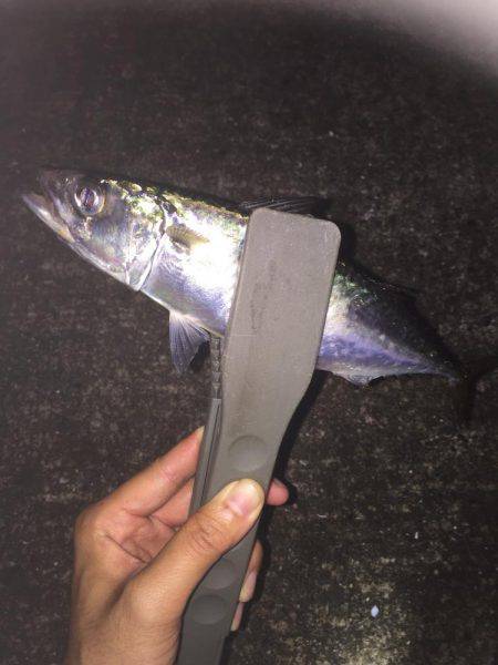 タチウオ狙いのはずが…