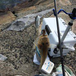 秋晴れ癒しハゼ(^o^)