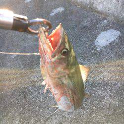 フォール中にガツン！