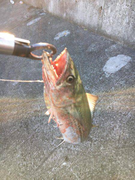 フォール中にガツン！