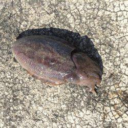 追い風に乗せて〜