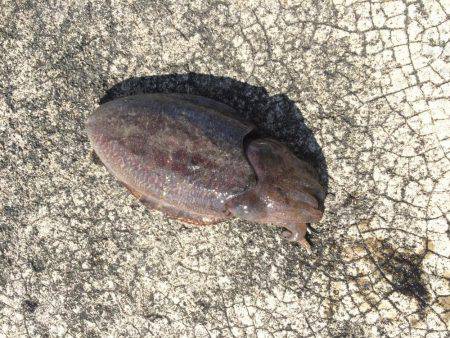 追い風に乗せて〜